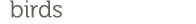 pájaros